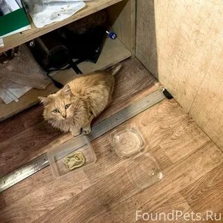 Пол хвоста