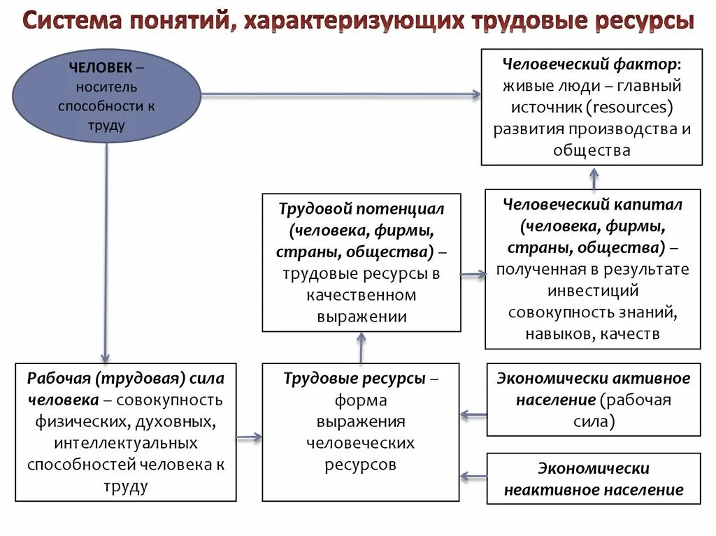 Человек как носитель характеристики. Трудовые ресурсы и занятость. Виды трудового населения. Функция подготовки трудовых ресурсов для общества. Трудовой потенциал и занятость населения.