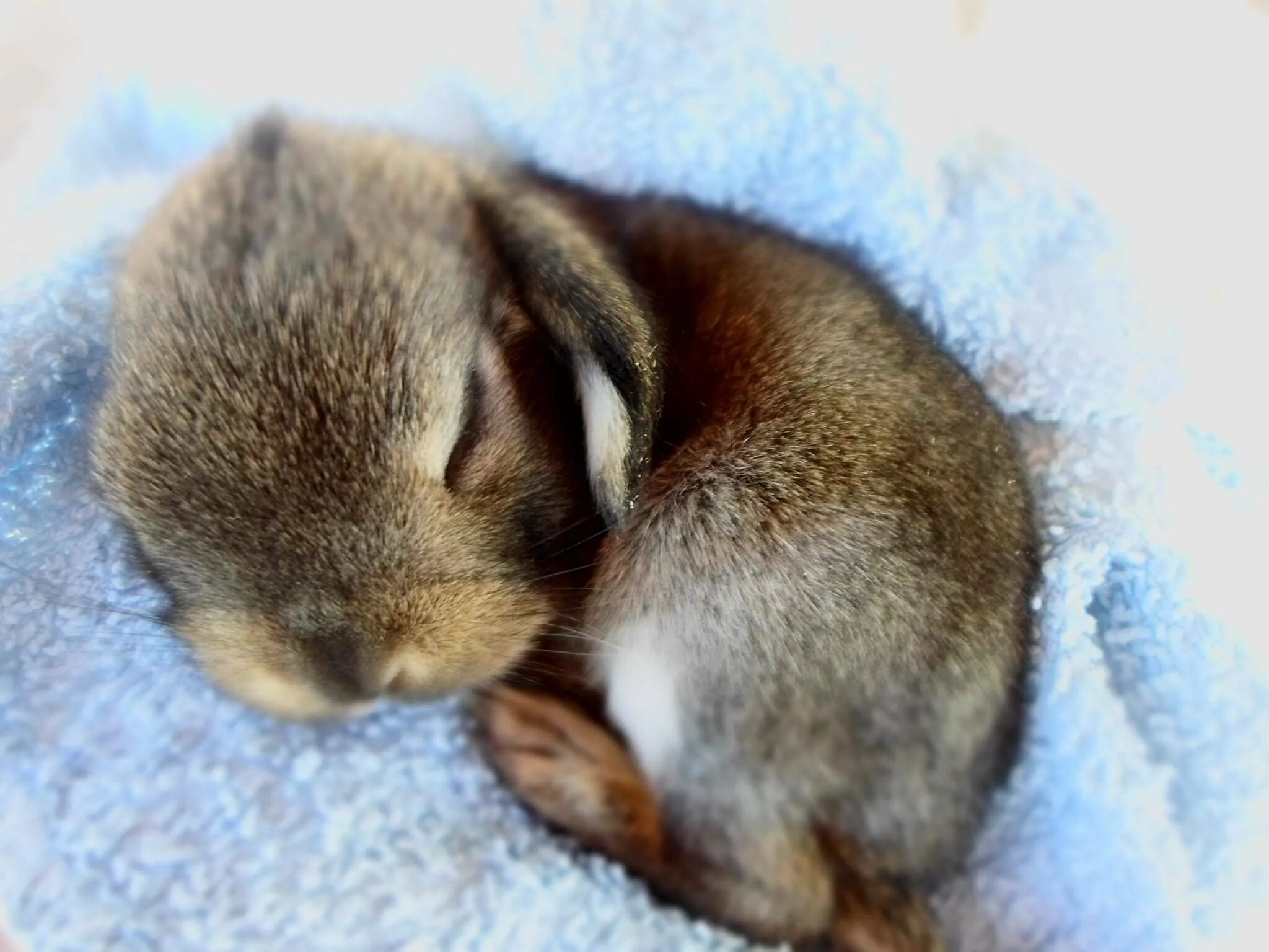 Новорожденные Зайчата. Новорожденные крольчата. Милые зайчики. Спящие кролики.