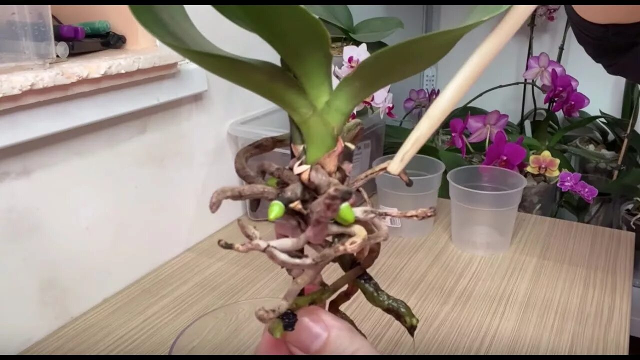 Корни орхидеи.
