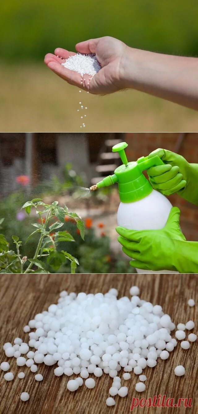 Внесение удобрений на огороде. Раствор мочевины. Мочевина для растений состав удобрения. Бактериальные удобрения удобрения. Карбамид для полива.