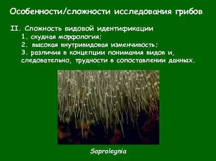 Исследование на грибы