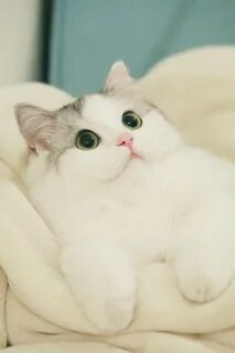 Мило белого