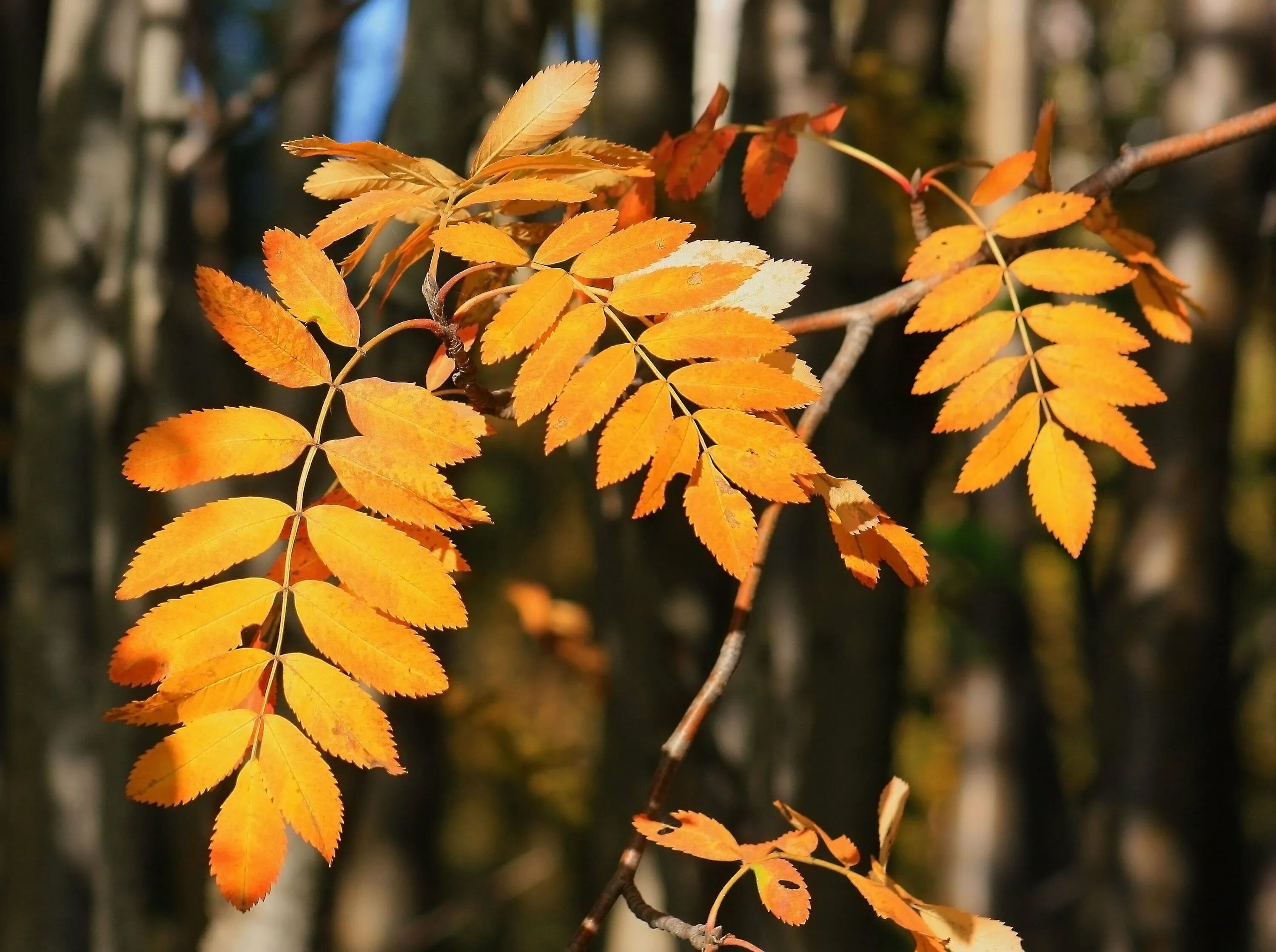 Рябина ольхолистная. Листья рябины фото. Листья рябины фото. Sorbus aucuparia лист прилистники. Лист рябины с прилистниками.