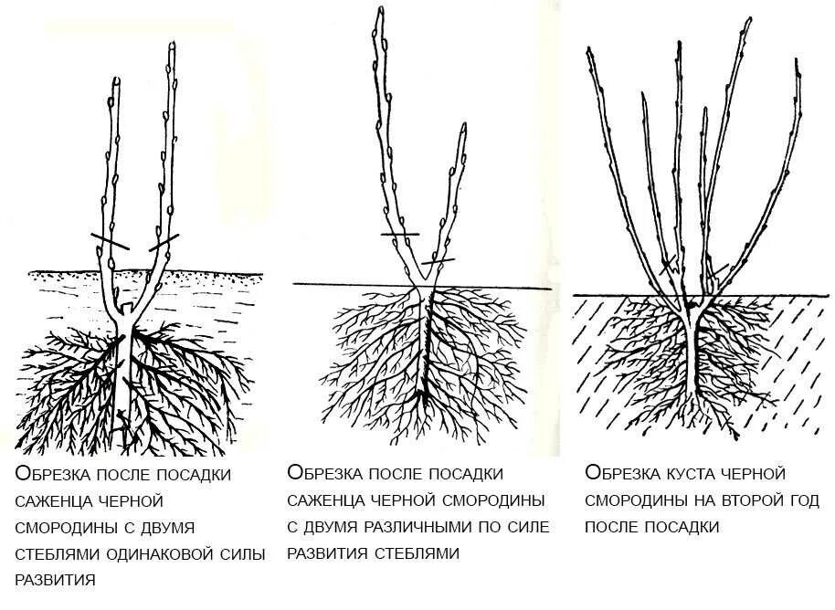 Смородина как сажать