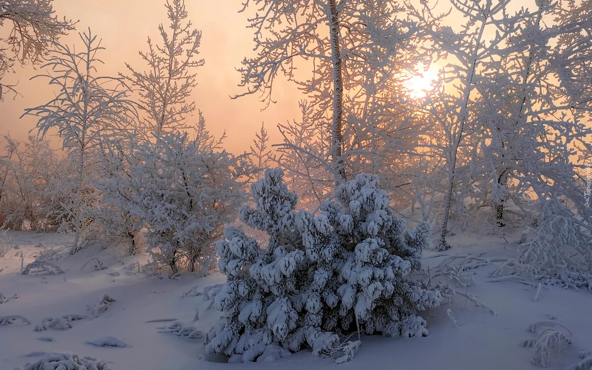 Снежное утро красивые. Зимнее утро. Утро зима. Зимнее морозное утро. Снежное утро.