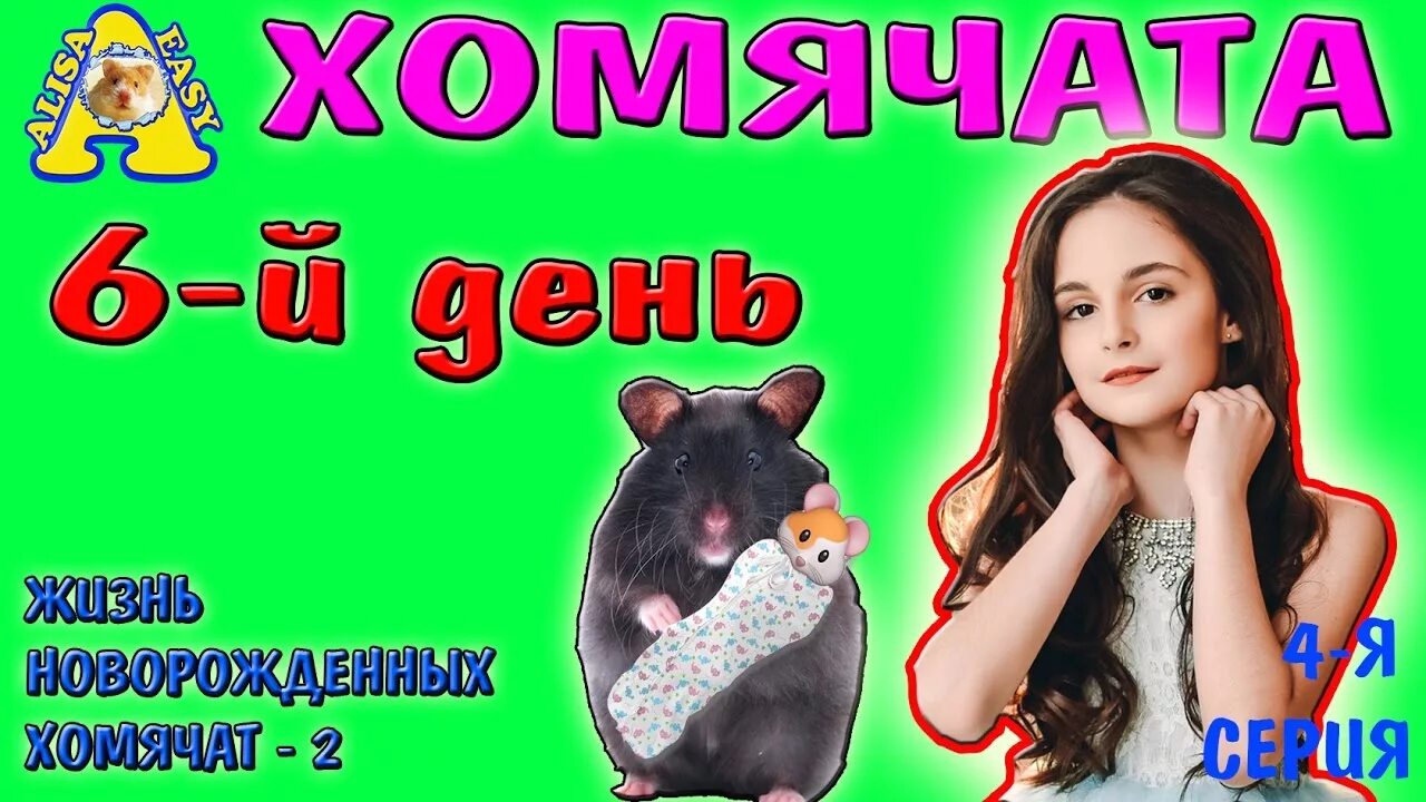 Алиса ИЗИ. Канал Алиса ИЗИ. Алиса ИЗИ Pets. Алиса хомяк. Изи петс