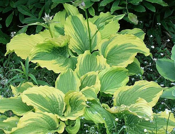 Хоста one last dance. Хоста ван ласт данс (one last dance). Хоста алватин тейлор. Хоста ферст данс. Хоста one lota.