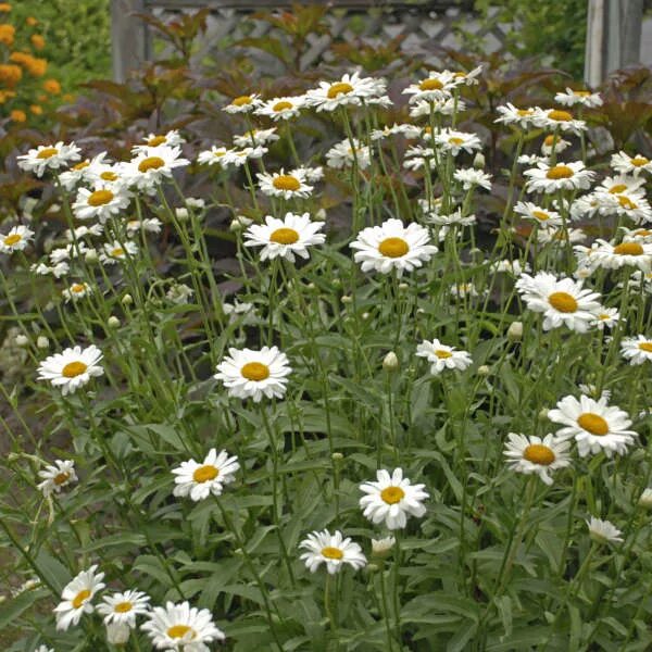 Леукантемум аляска выращивание из семян. Леукантемум Аляска. Leucanthemum superbum Alaska. Леукантемум Аляска аллерген. Леукантемумаляска Ашан.