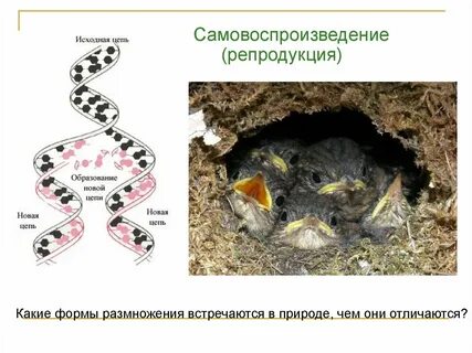 Размножение свойств всех живых организмов
