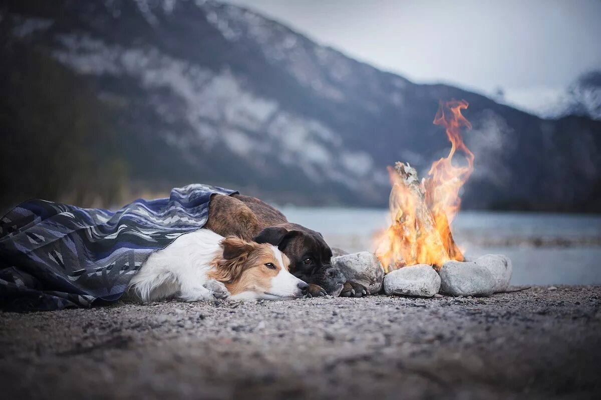 Собака греется. Собака у костра. костер. собака возле костра. кот у костра.