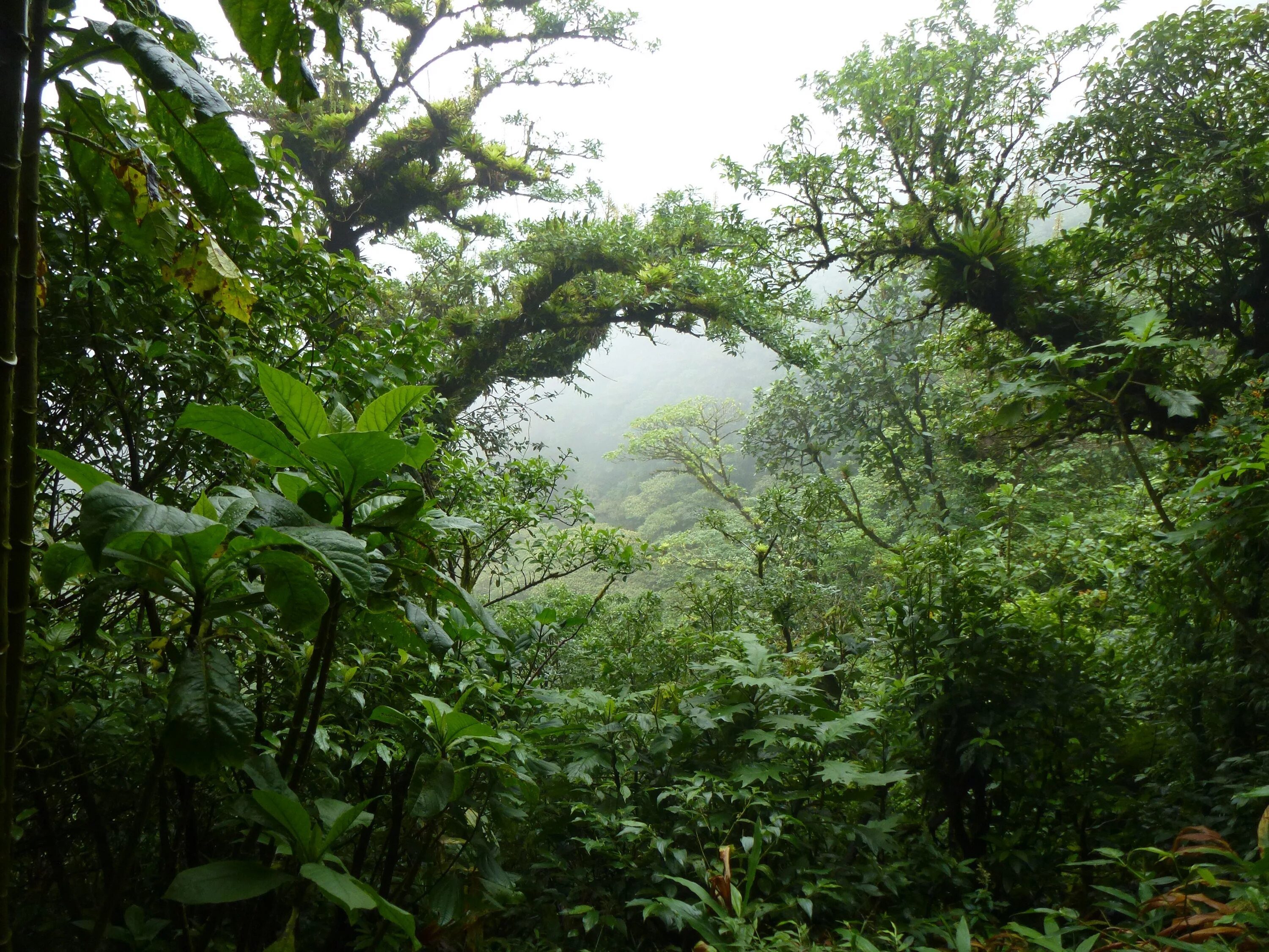 кустарники субтропических лесов. кустарники субтропических лесов. жестколистные вечнозеленые леса австралии. жестколистные леса южной америки. жнстколистные лема австралии.