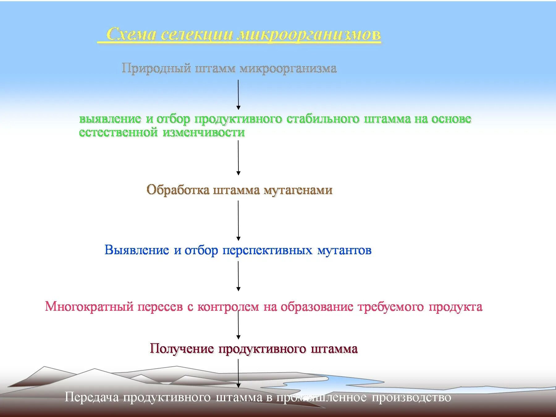 Этапы получения штамма бактерий