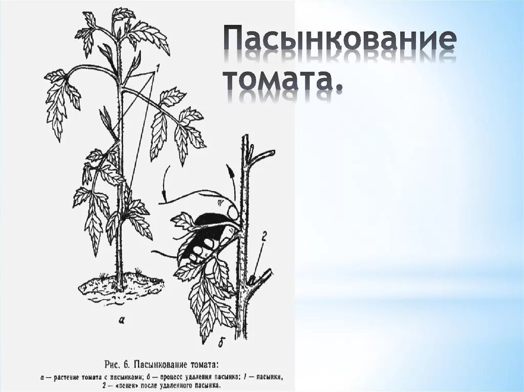 Почему пасынок. Схема пасынкования томатов. Пасынковать томаты. Томат Бычье сердце пасынкование. Пасынковать помидоры в теплице.