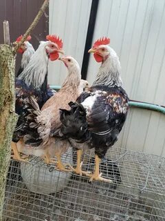 Курица загорская лососевая отзывы
