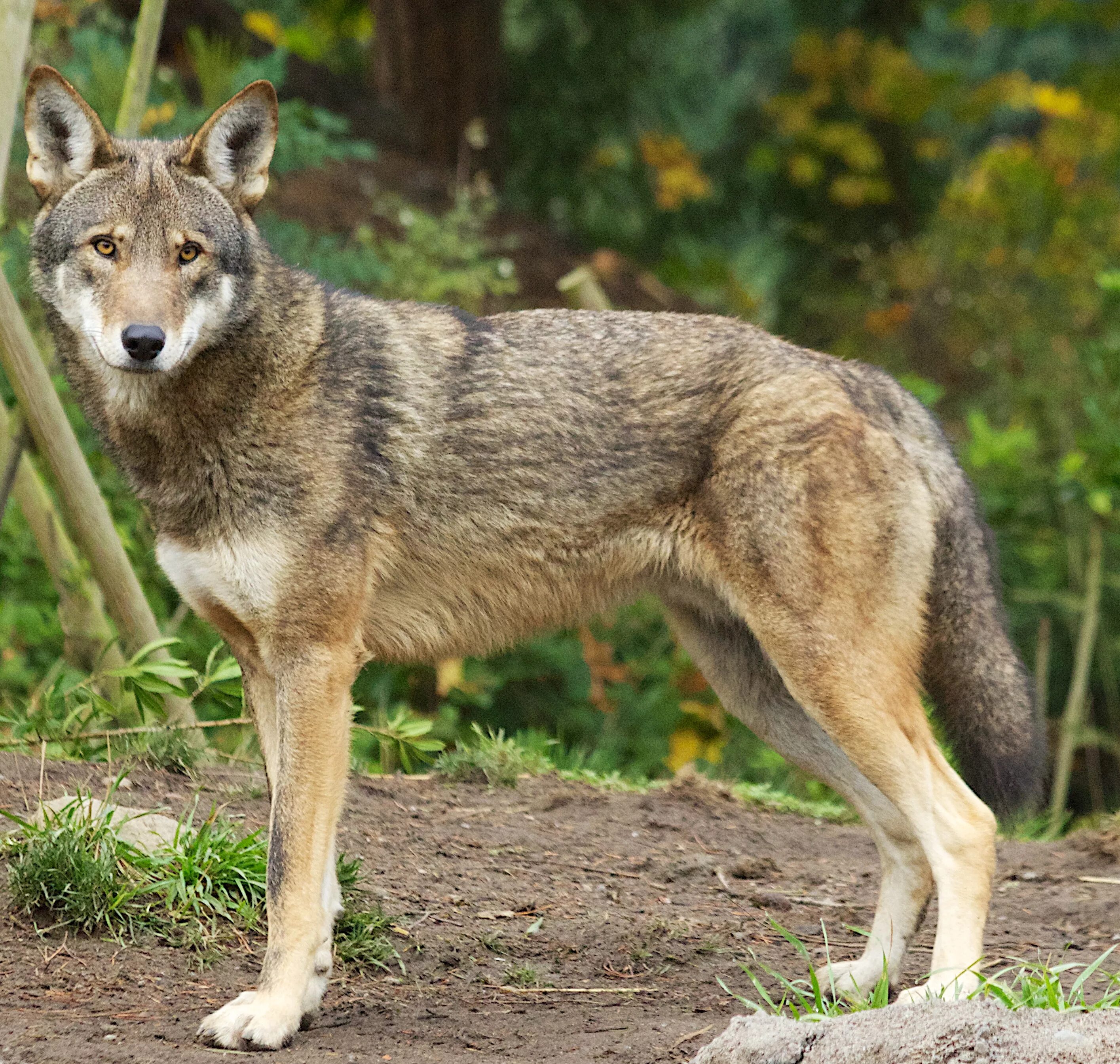 Волк какой хищник. Канис Руфус. Рыжий волк canis Rufus. Семейство псовые волки. Аравийский волк.