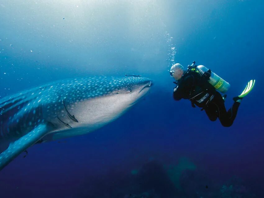 9 dives