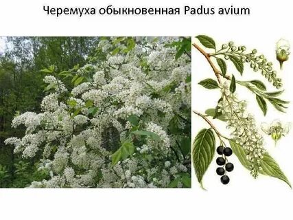 Черемуха обыкновенная тип питания