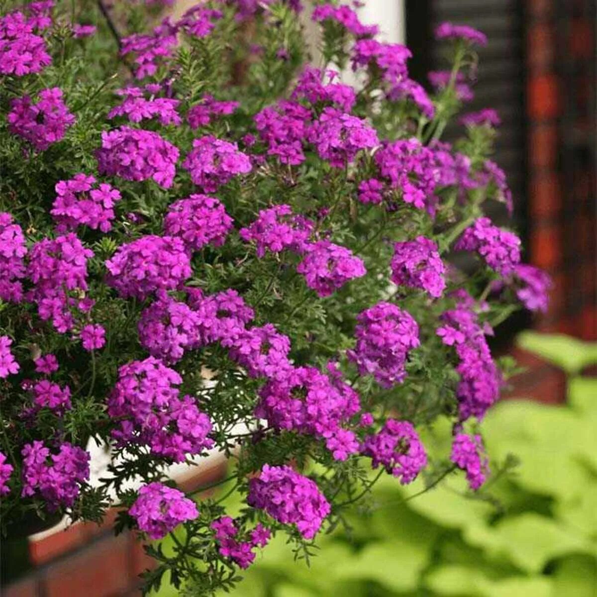 Вербена ампельная как ухаживать. Вербена вегетативная ампельная. Вербена ампельная как ухаживать. Вербена ампельная. Вербена ампельная.