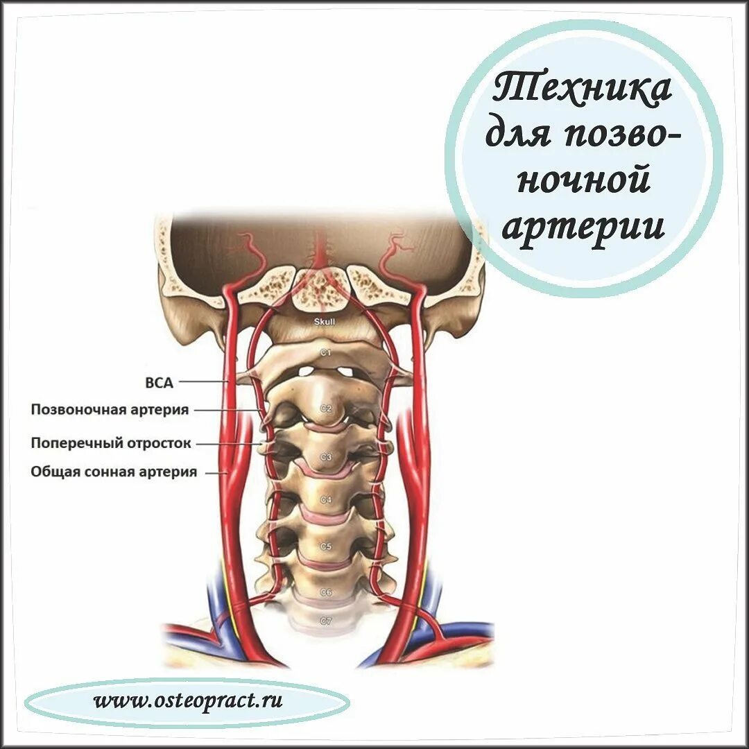 коронарные артерии анатомия кровоснабжение. артерия малого диаметра левая. асимметрия позвоночных артерий d<s. артерия малого диаметра левая. функции резистивных сосудов физиология.