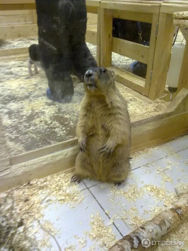 Контактный зоопарк ярославль вернисаж. В гостях у енота ярославль вернисаж зоопарк. Енот в бане. Еноты в ярославле. В гостях у енота ярославль.