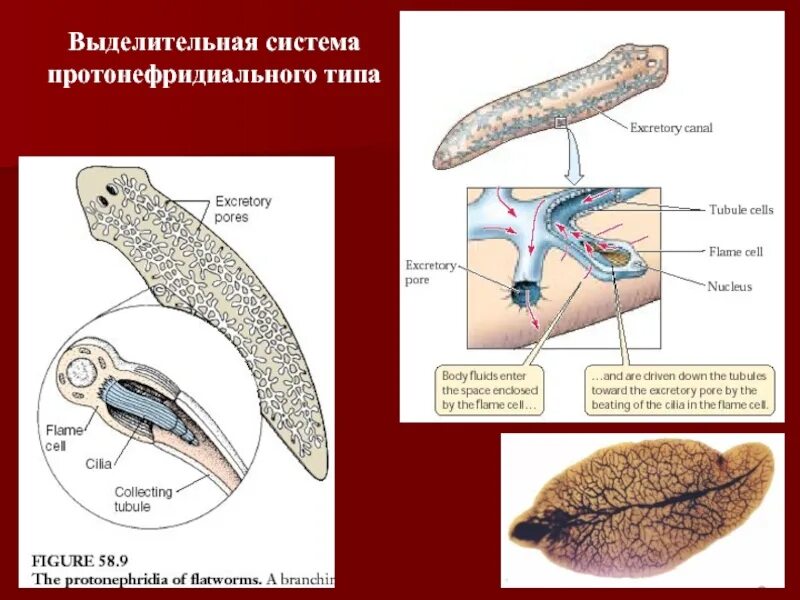 Выделительные трубочки червей. Выделительные трубочки протонефридии. Плоские черви протонефридии. Протонефридная выделительная система. Протонефпидиальная выделительная система.