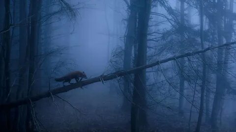 лиса, лес, туман, fox, dark, forest, fog, 5K (horizontal) .