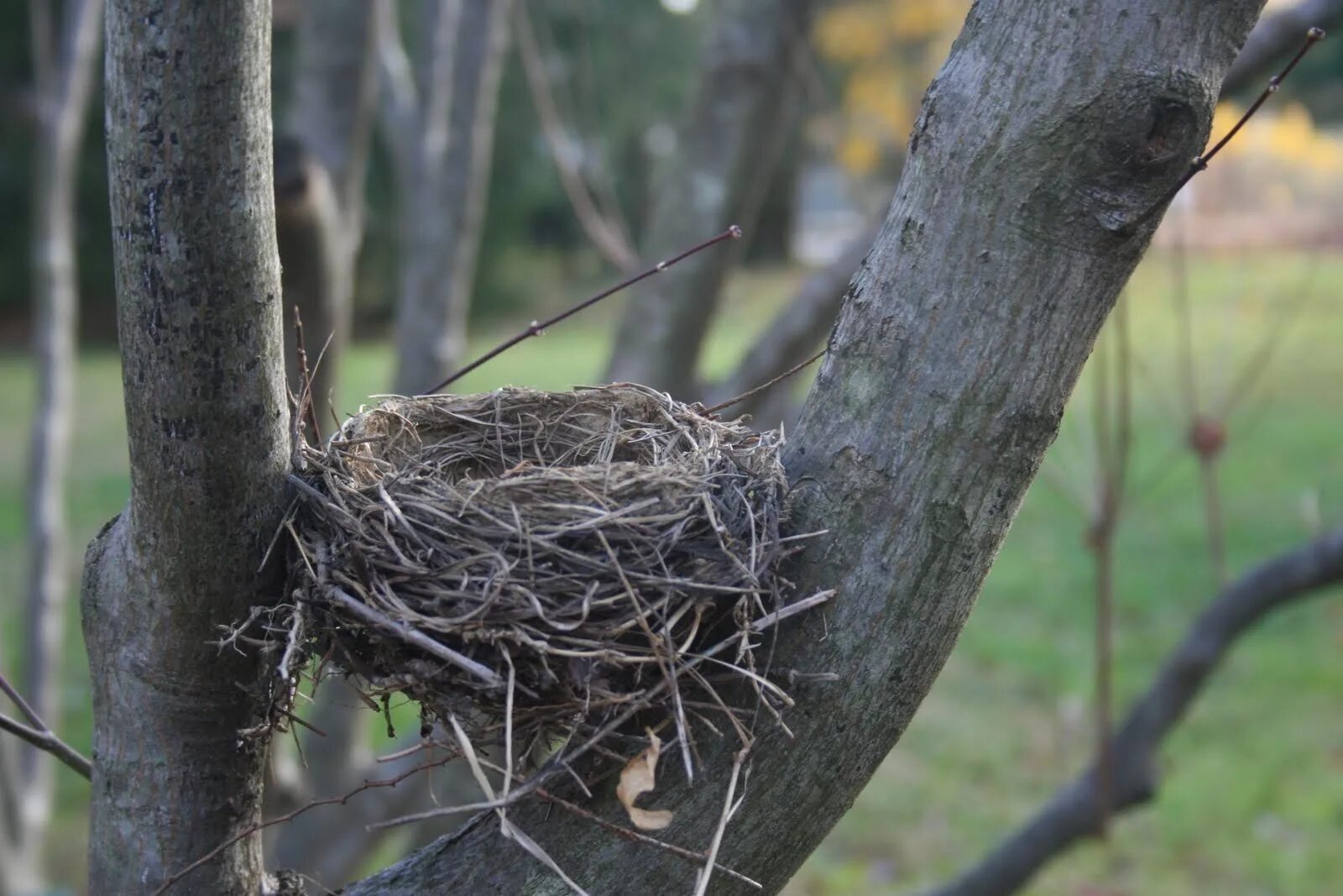 The bird nest
