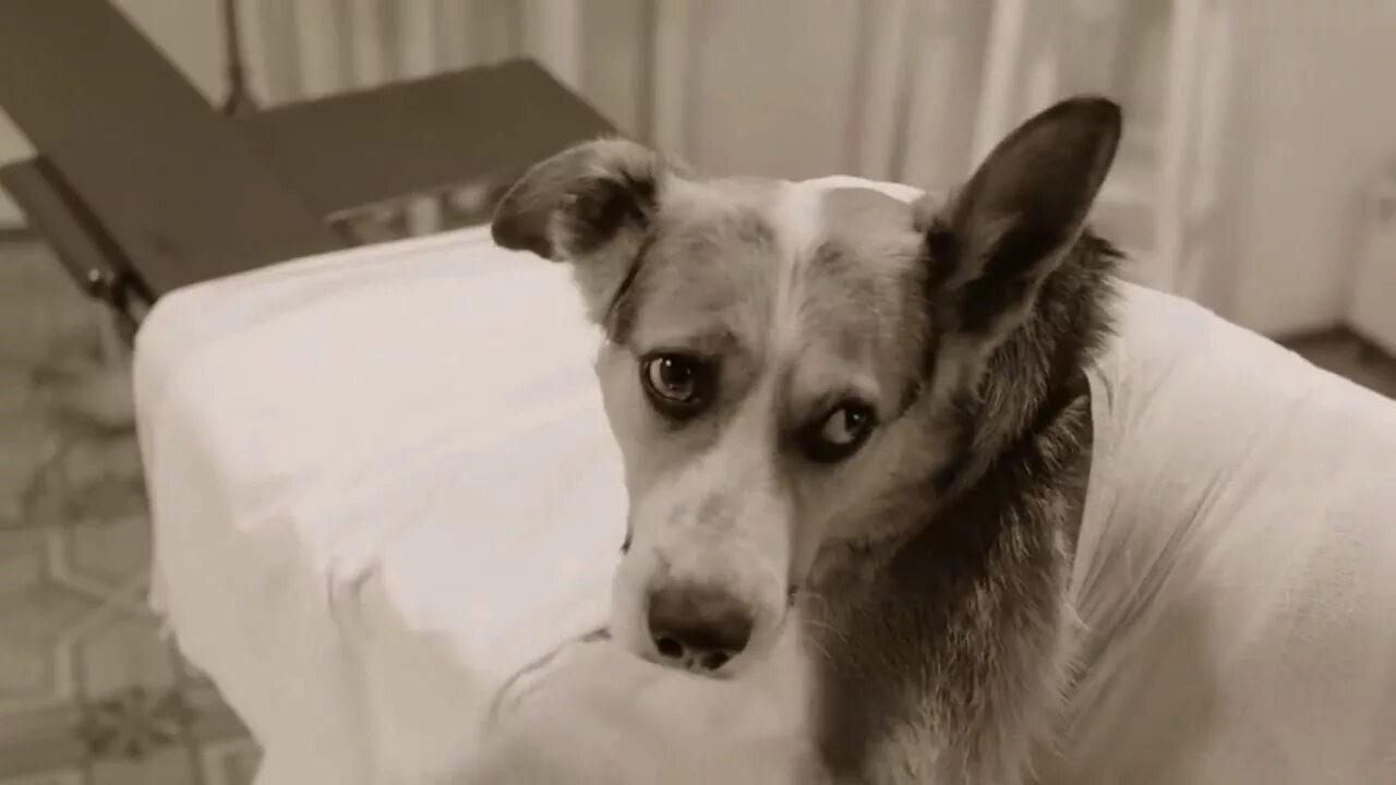Собака из собачьего сердца