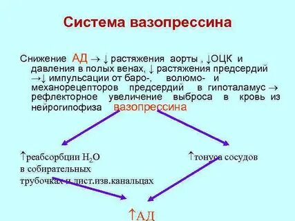 Основные эффекты вазопрессина