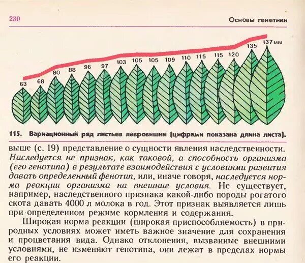 Вариационный ряд листьев лавровишни. Норма реакции вариационный ряд. Норма реакции листья. Вариационный ряд листьев растений.