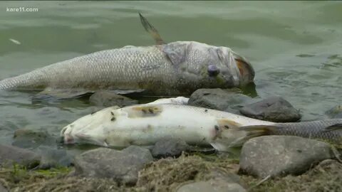 How To Clean Lake Water With Fish In ItLake. 