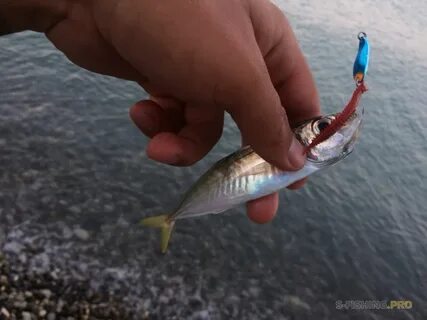 Приманки черного моря