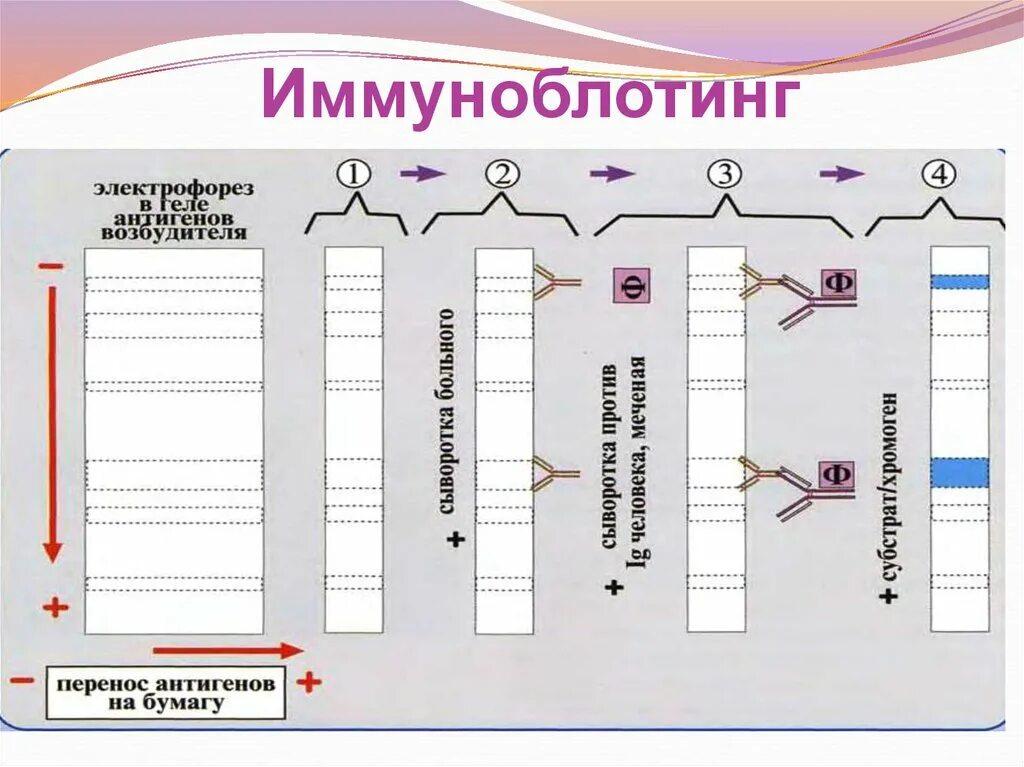 Иммуноблоттинг. ИФА И иммуноблоттинг. Иммуноблоттинг реакция. Иммуноблоттинг электрофорез.