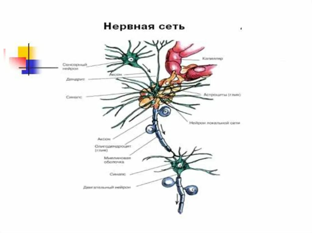 Как найти нейрон. Нервная сеть. строение нервной сети. строение нейрона в сети. нервная сеть схема.
