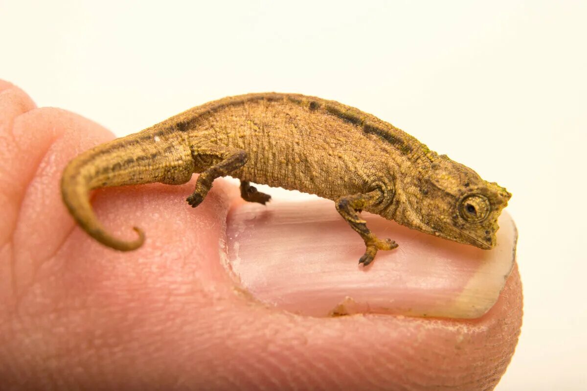 Микро животное. Микро хамелеон Brookesia Micra. Хамелеон малая брукезия. Хамелеон Brookesia Nana. Карликовый хамелеон брукезия.