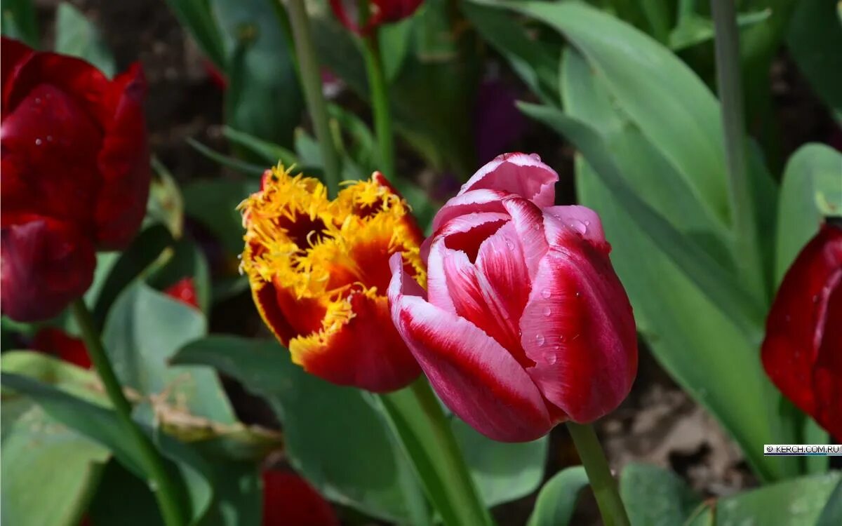 Фото тюльпан ковер. Тюльпаны разноцветные. Никитский ботанический сад тюльпаны. Ковер из тюльпанов на кипре. Парад тюльпанов никитский ботанический сад 2023.