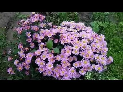 Как подрезать хризантемы
