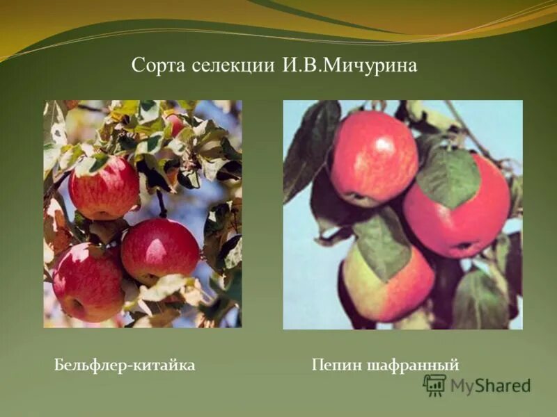 Мичурин селекционер достижения. Селекционер иванов достижения в селекции. Иван владимирович мичурин селекция. Мичурин иван владимирович достижения. Мичурин достижения в селекции.