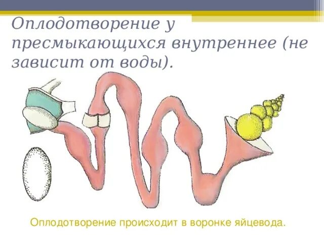 Оплодотворение у пресмыкающихся происходит в воде. Оплодотворение у пресмыкающихся. внутреннее оплодотворение у пресмыкающихся. яйцевод у рептилий. оплодотворение я яйцевода у пресмыкающихся.