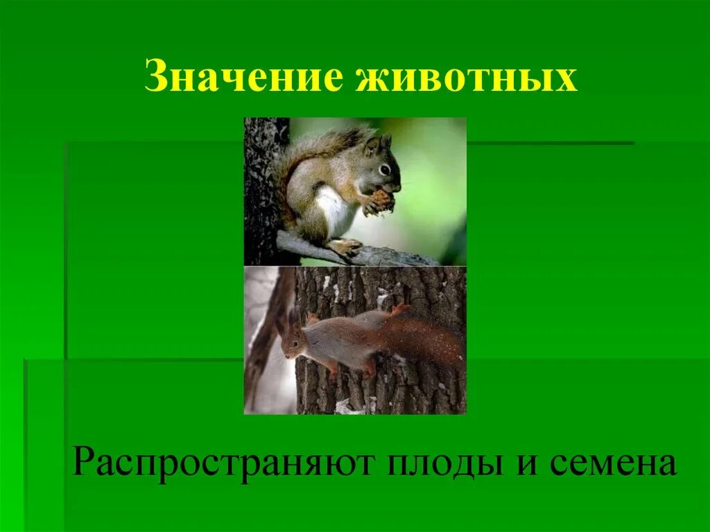 Многообразие и значение животных 5 класс. Животные значение. животные распространяют. значение зоологии в природе. роль семян для животных.