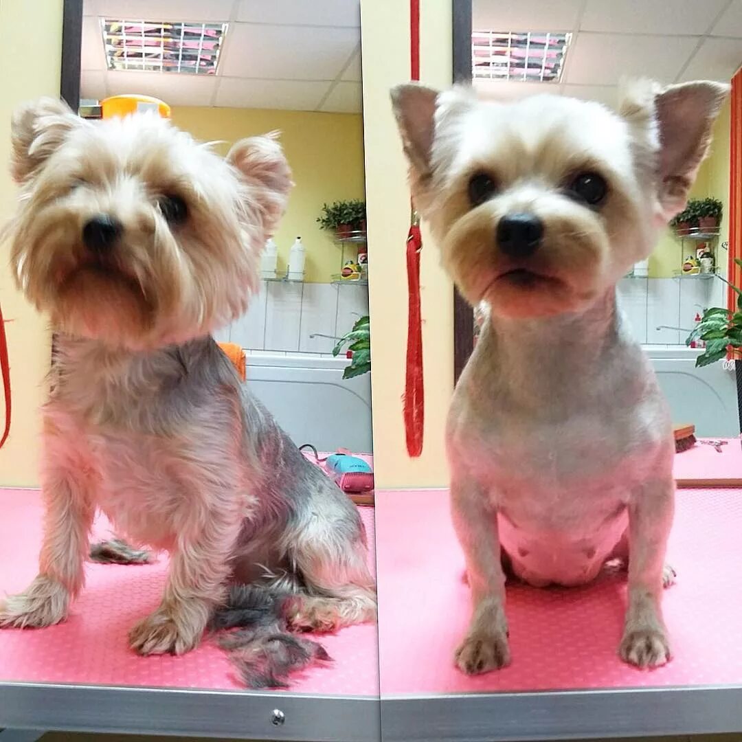 Стрижка йорка с юбочкой. Стрижка йорка до и после. Стрижка йорка мальчика. Стрижка йорка. Стрижка йорка до и после.