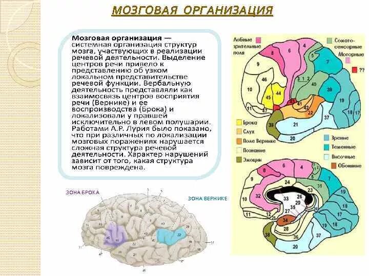 Локализация речевых функций в коре головного мозга. Функциональные части коры головного мозга. Мозговая организация психической деятельности. Речевые структуры в головном мозге.