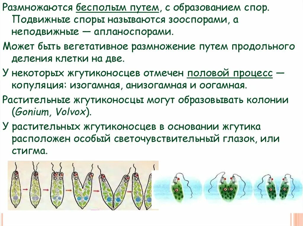 Бесполое размножение жгутиковых. Бесполое размножение жгутиконосцев. Размножение жгутиконосцев. Размножение жгутиконосов. Размножается путем деления