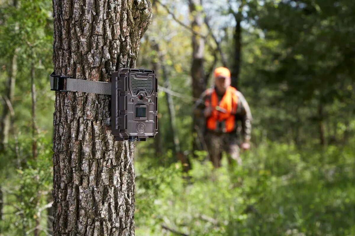 Лесные фотоловушки. Фотоловушка для охраны дачи. Фотоловушка камера bushnell trophy. Лесные фотоловушки. Фотоловушка балевер.