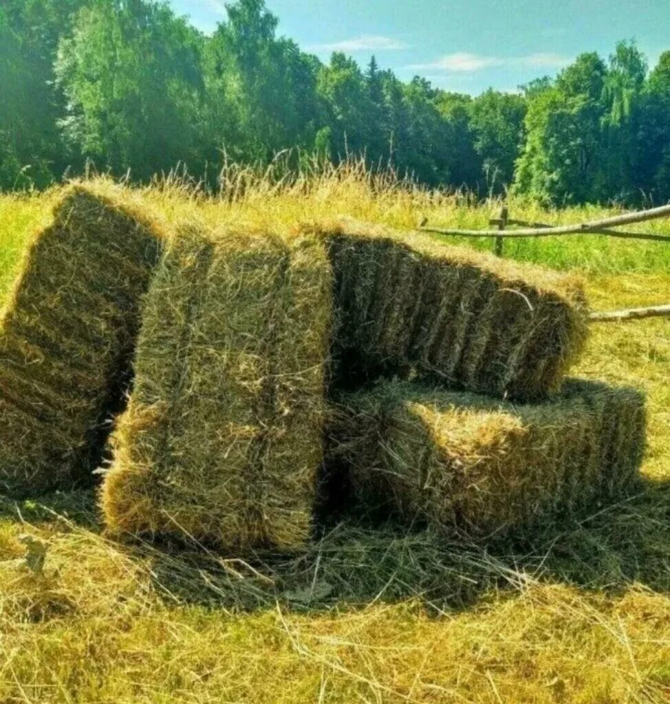 Алапаевск поля стога сена. Стог сена. Требуется сено. Скирда сноп. Сено.