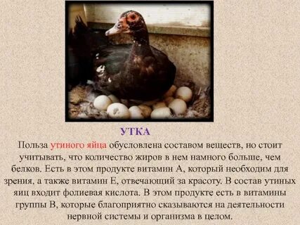 Приносит утка