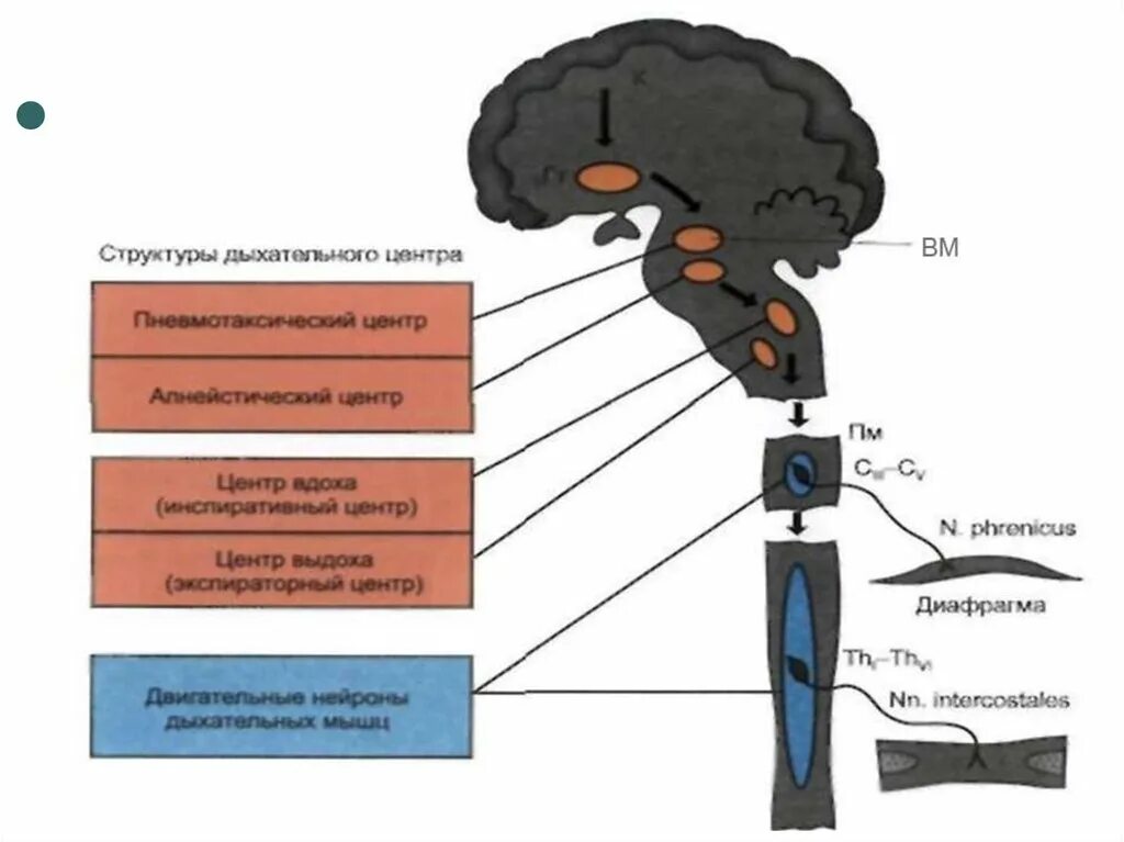 Центр дыхания и сердечно сосудистой деятельности. Дыхательный центр и его структура. Локализация, структура и функции дыхательного центра.. Строение дыхательного центра. Структура дыхательного центра таблица.
