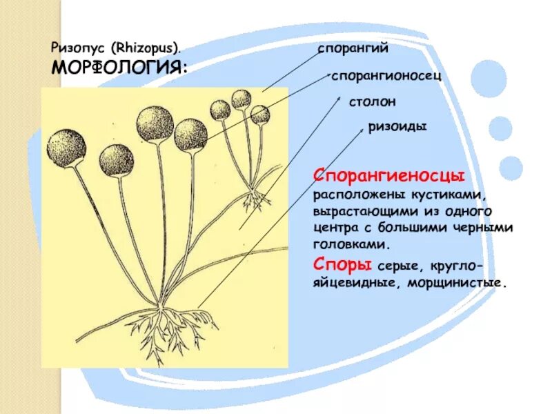 К какому классу относят коробочка спорангий. Плесневые грибы ризопус. Плесневые грибы Rhizopus. Спорангии плесневого гриба. Строение плесневых грибов микробиология.