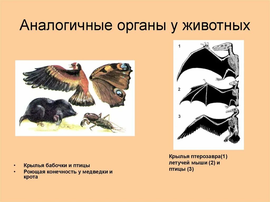 Подобное сходное. Амоломологичные органы. Аналогичные органы. Аналогичные органы животных. Аналогичные органы примеры у животных.